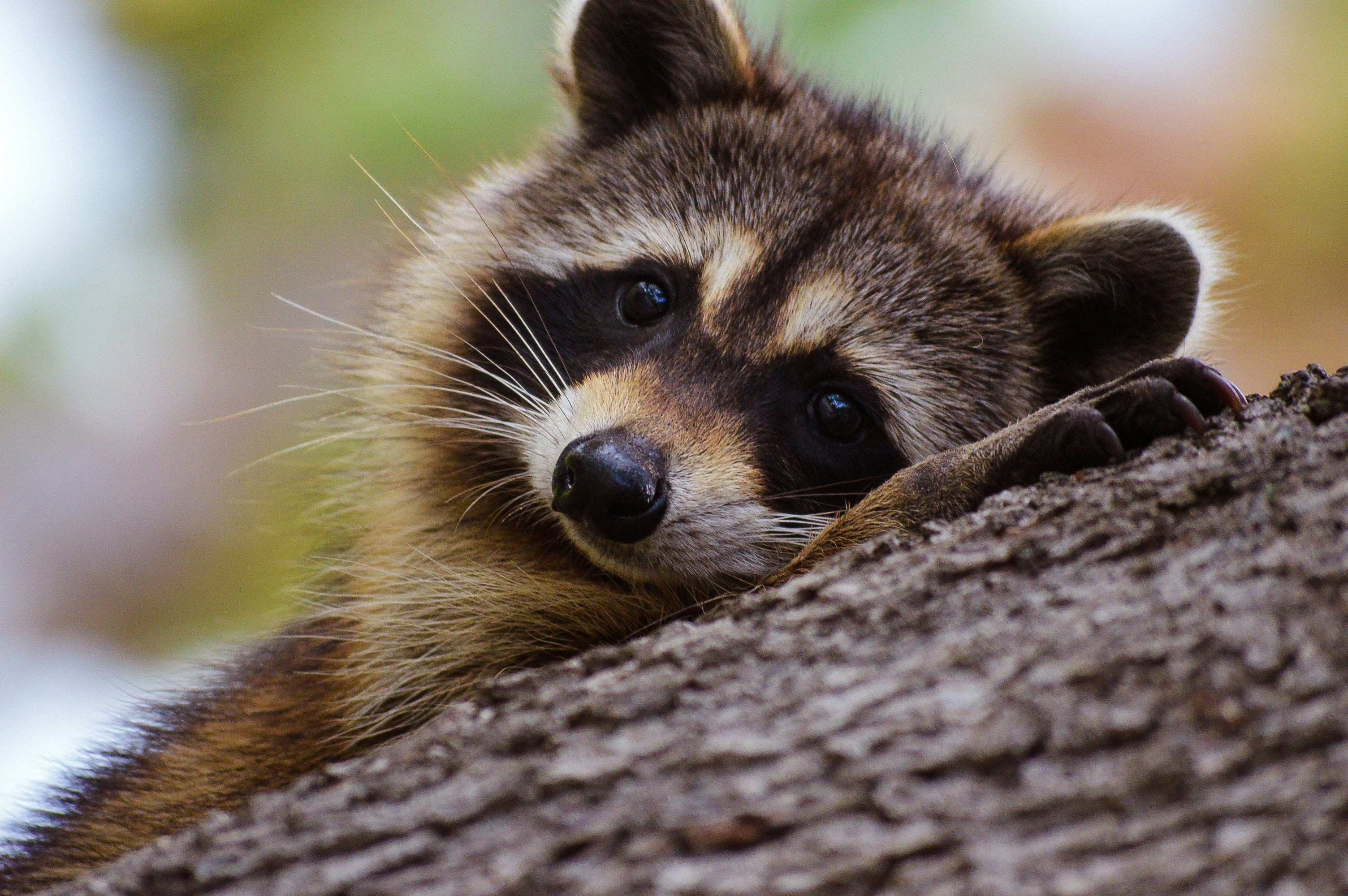 Why do we find our pets so cute? Bold, bin-raiding raccoons may have a surprising answer