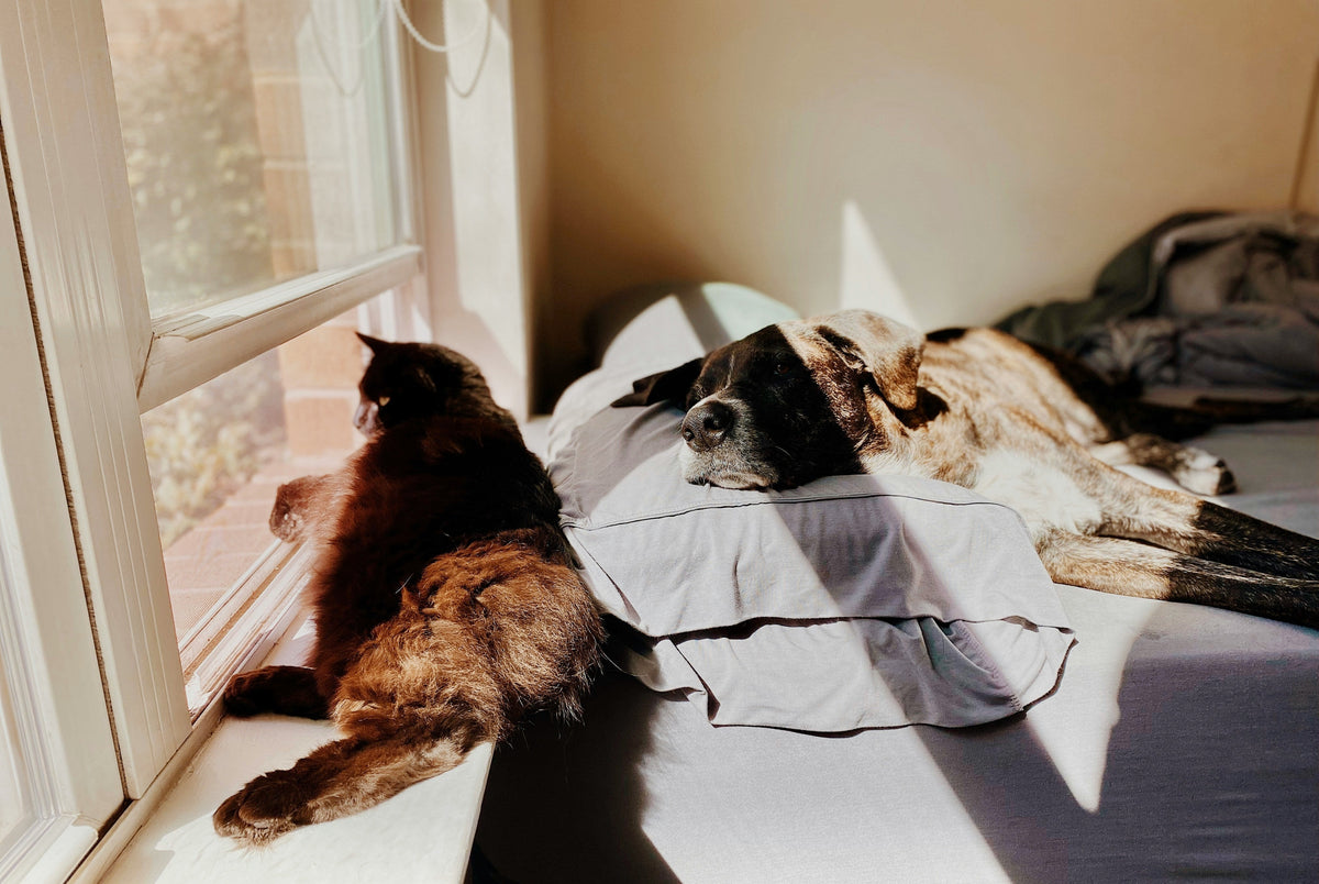 Rental searches for pet friendly properties drop after law change