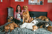 Woman Rescues Dogs and displays them on the bed