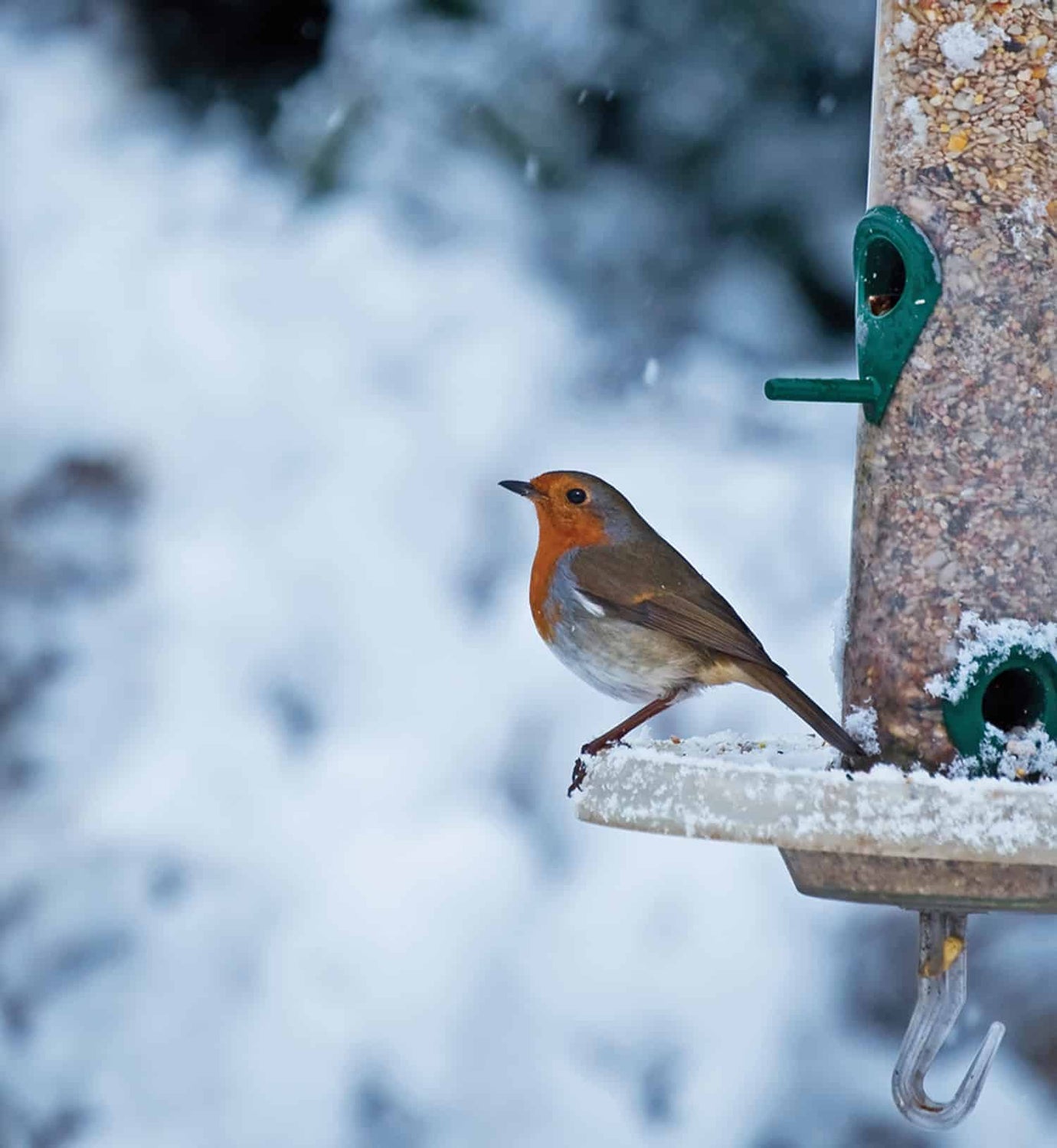 Bird feeding tips