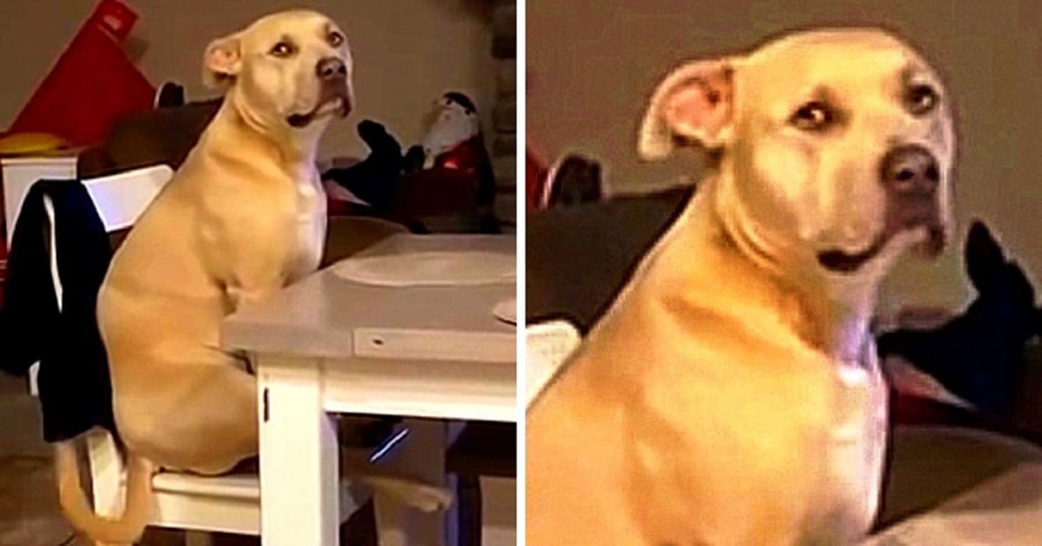 dog sits at table