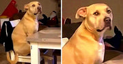 dog sits at table