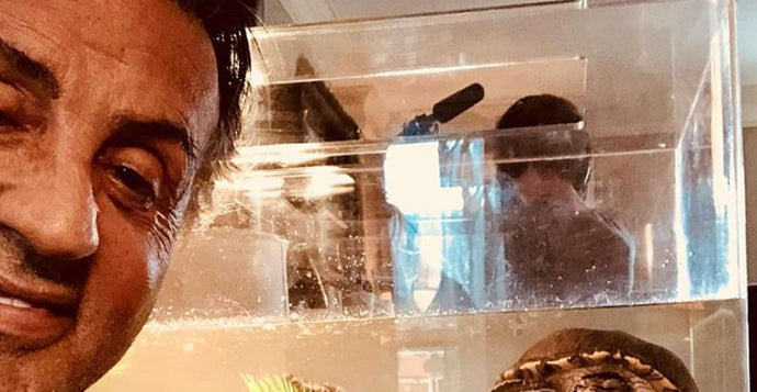 Sylvester Stallone kept the two turtles from Rocky - and they’re now 44