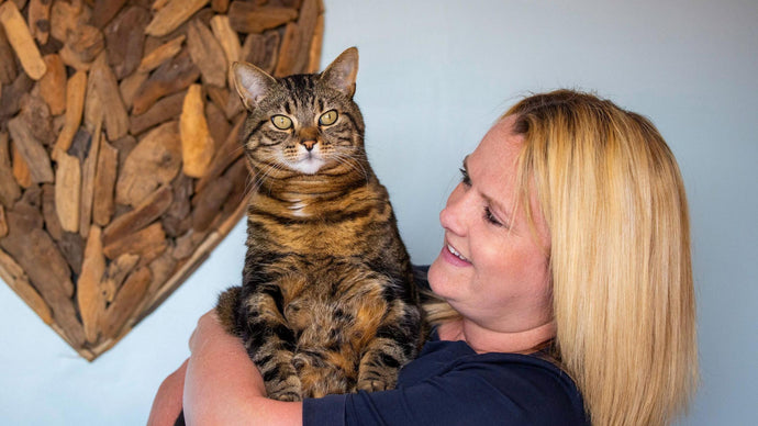 Is troublemaker Rocky the UK's top cat?