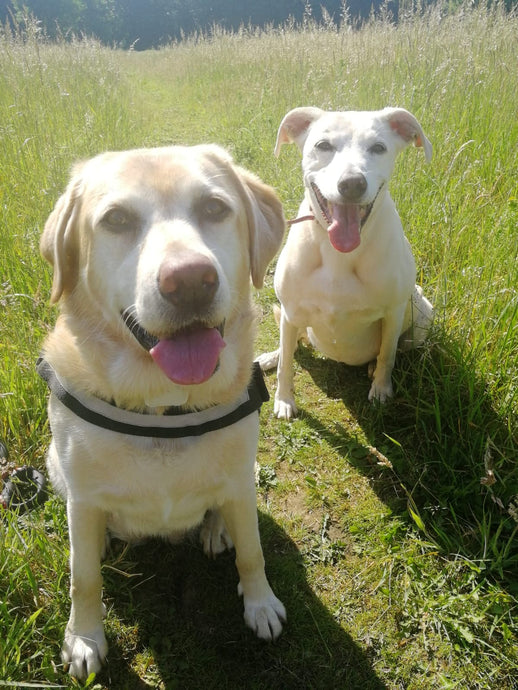 Clwb Coler Gwledig 20 Ionawr 2021