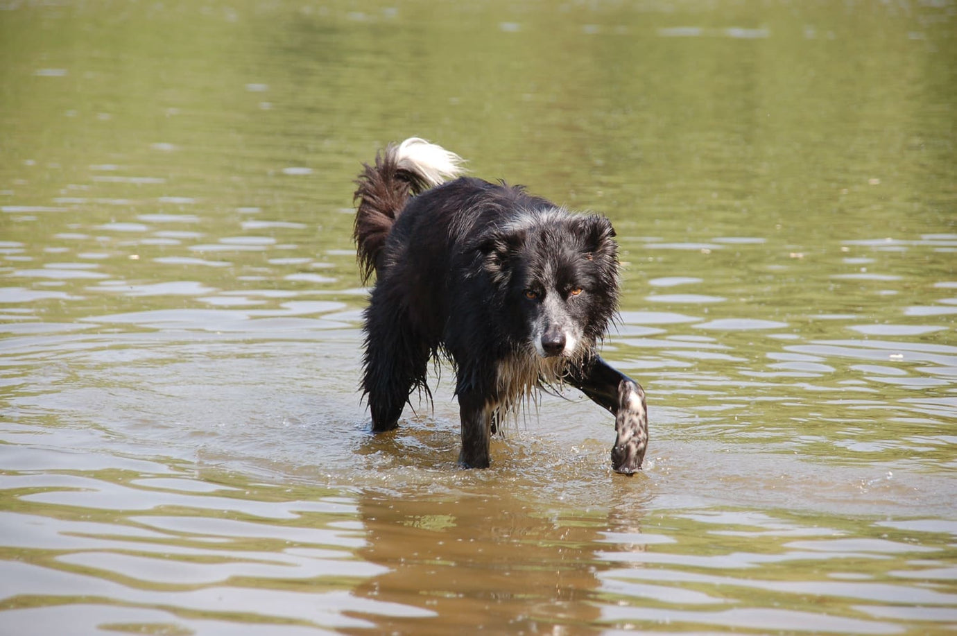 alabama rot