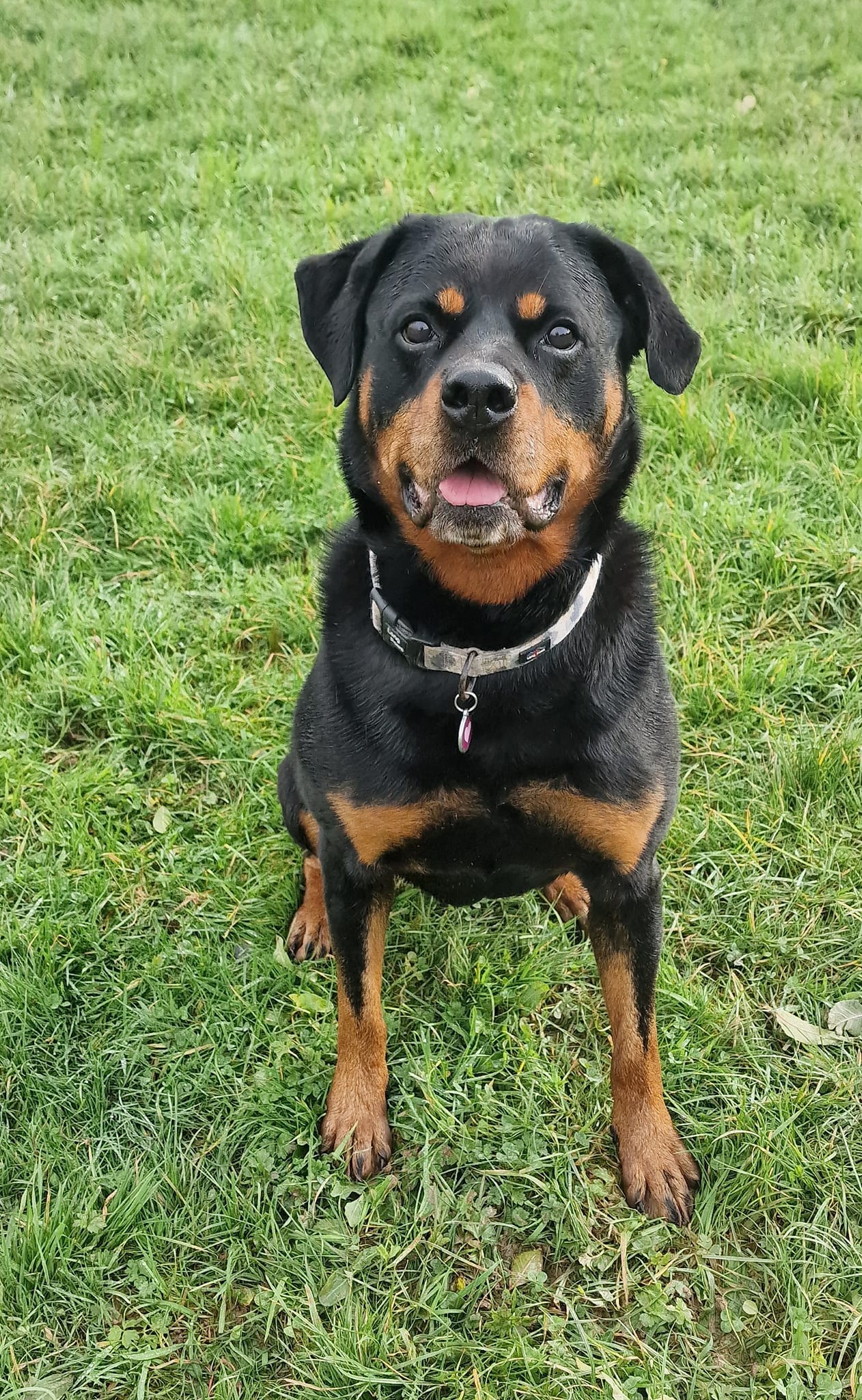 Rottie Friends Rescue