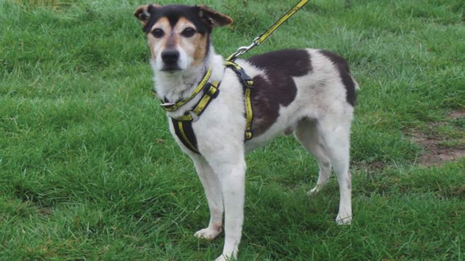 Microsglodion cŵn: Mae manylion cyswllt hen ffasiwn yn gadael anifeiliaid heb eu hawlio