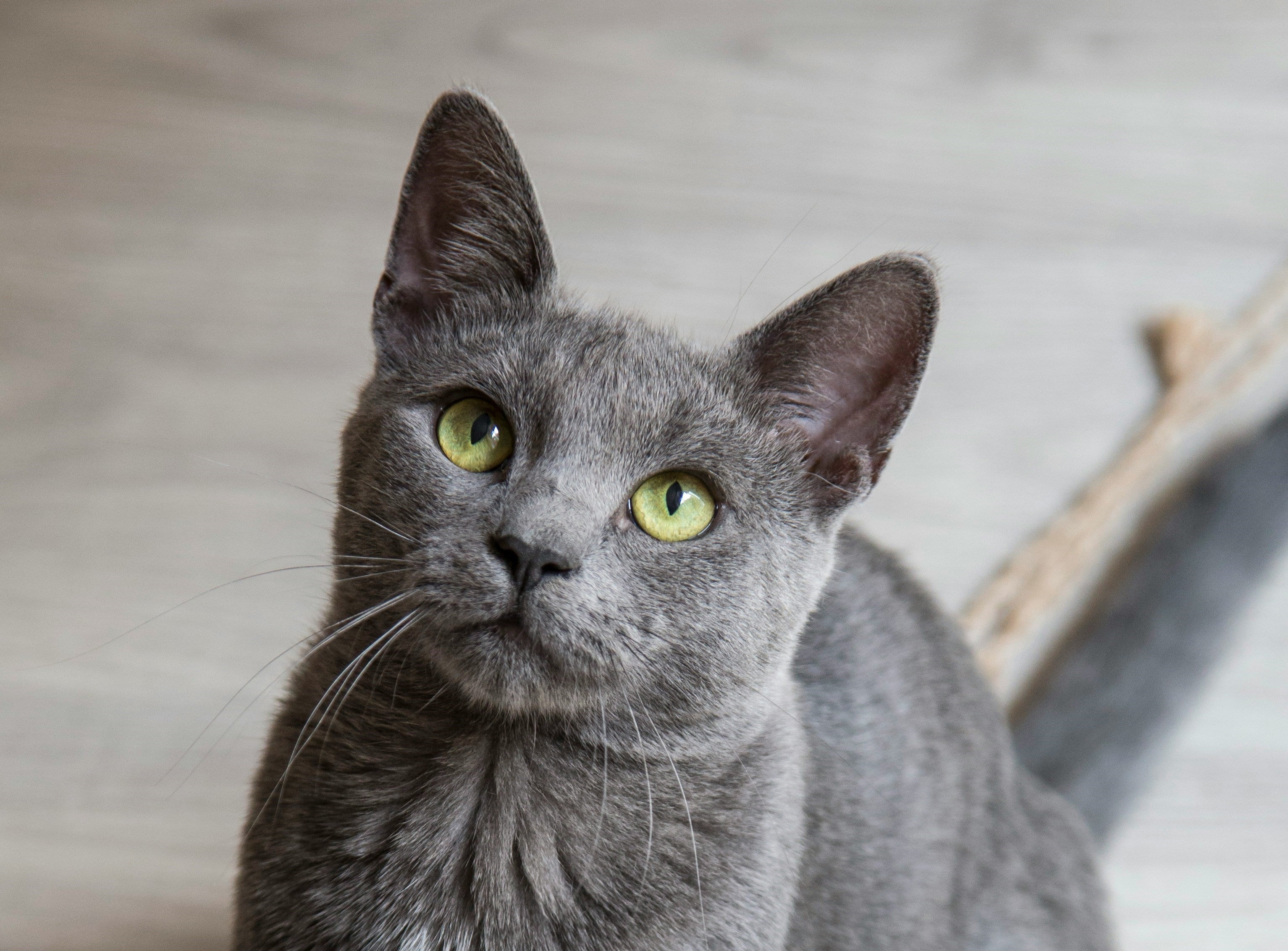 Russian blue cat