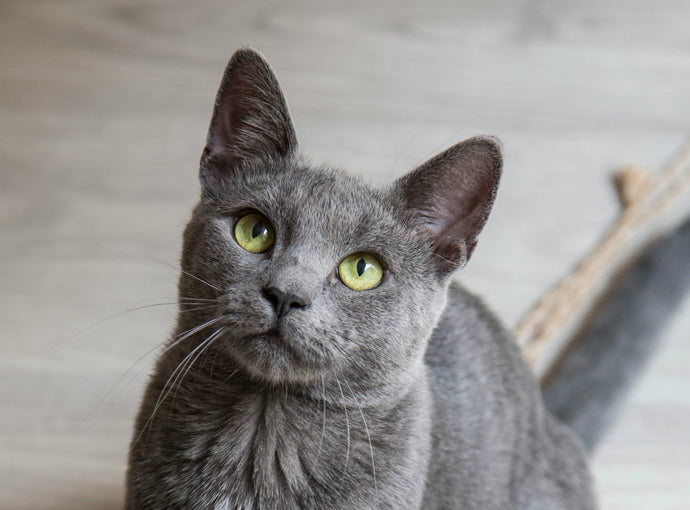 2024: Most Popular Cat Breeds