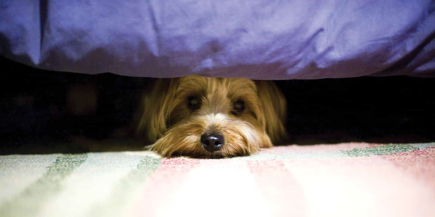 scared dog