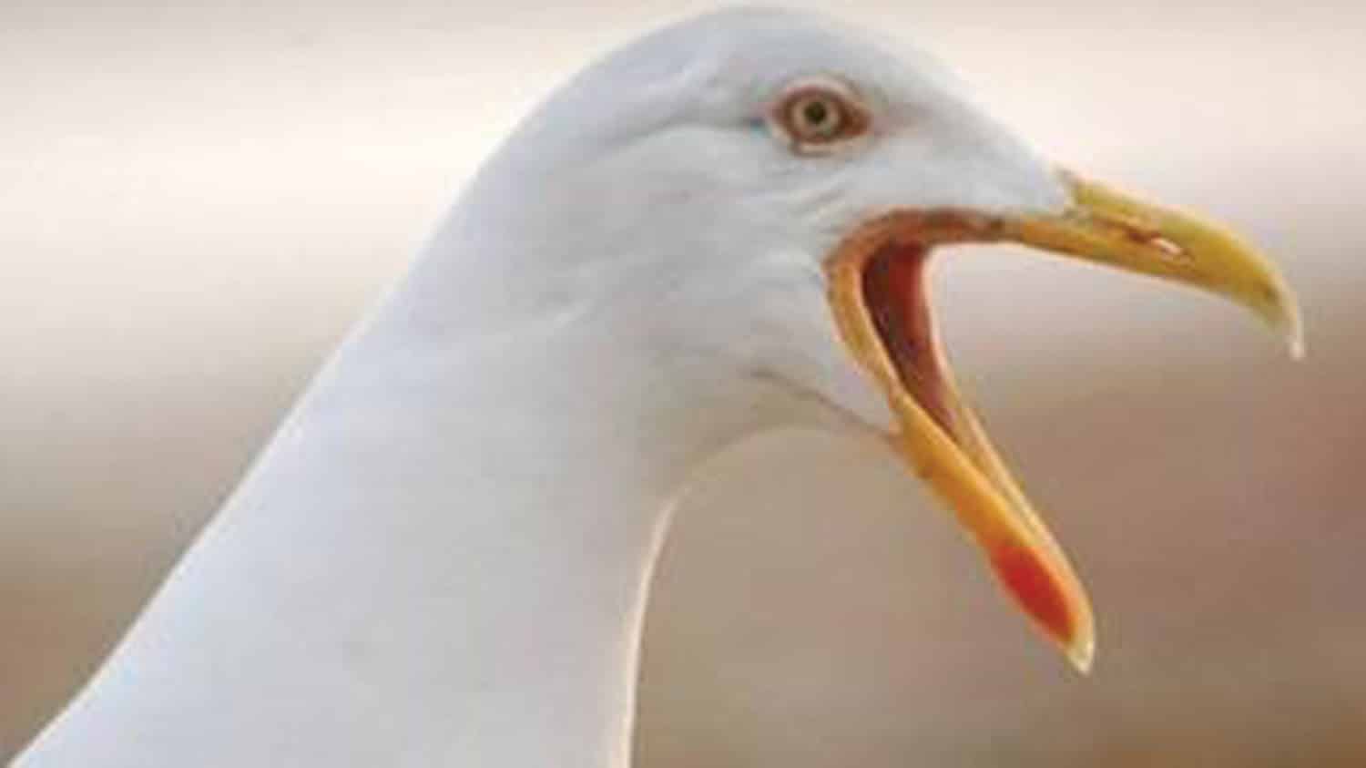 seagull