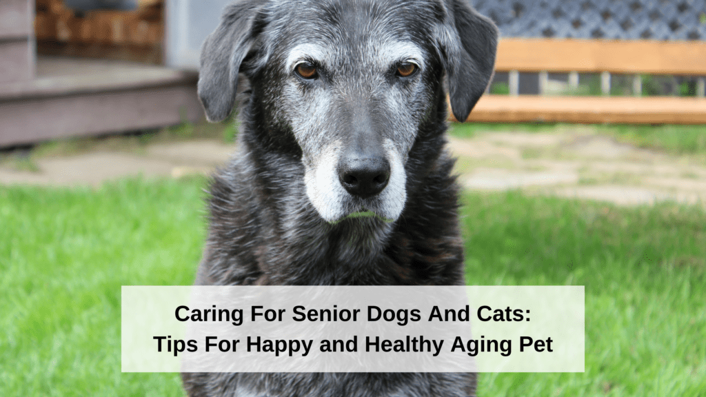 Caring For Senior Dogs And Cats: Tips For a Happy and Healthy Ageing Pet