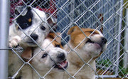 dog shelters