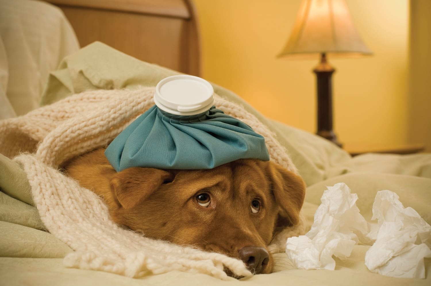 dog sick in bed