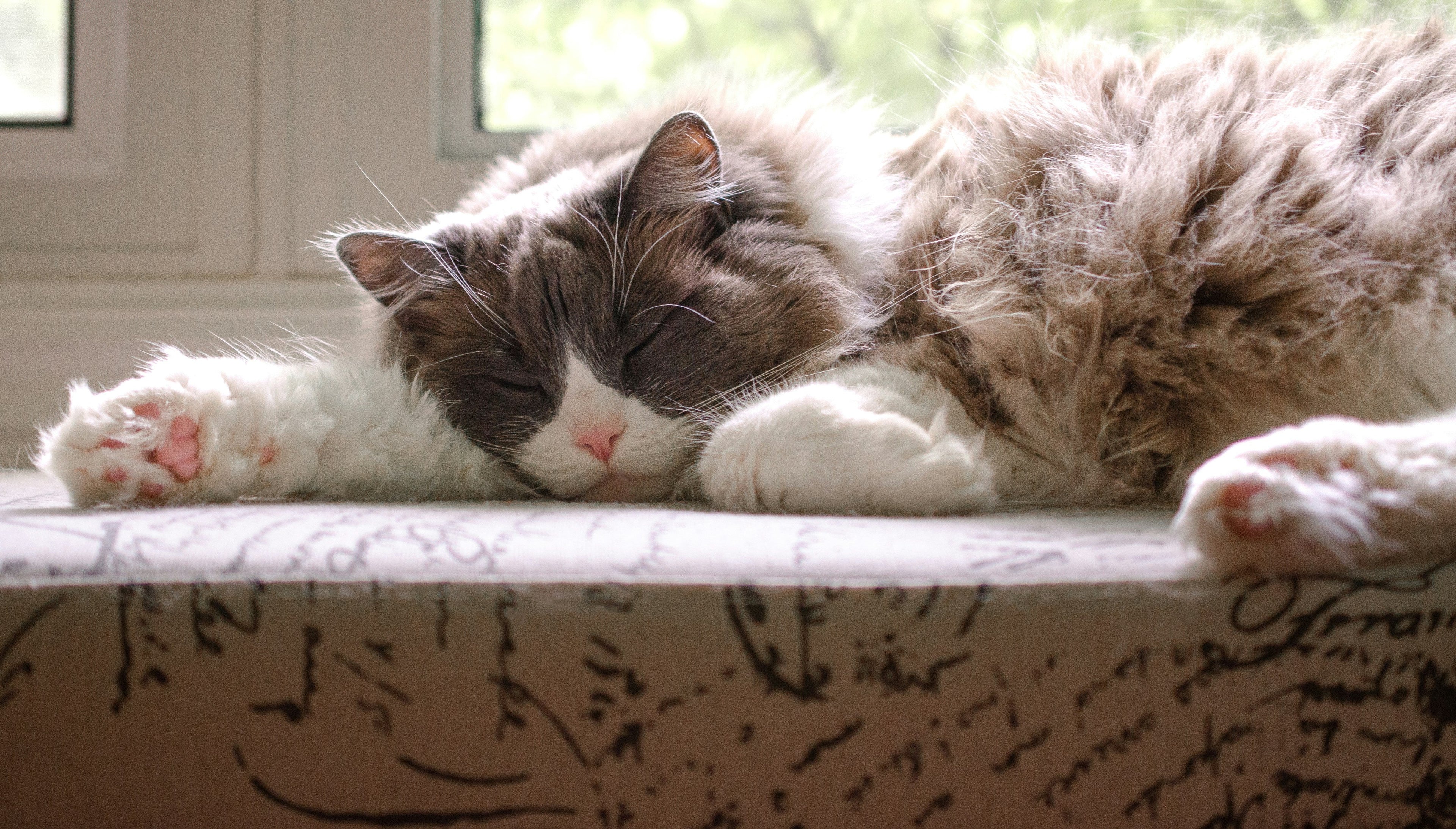 Tired Tiddles: My pet sleeps all day and all night. Is that normal?