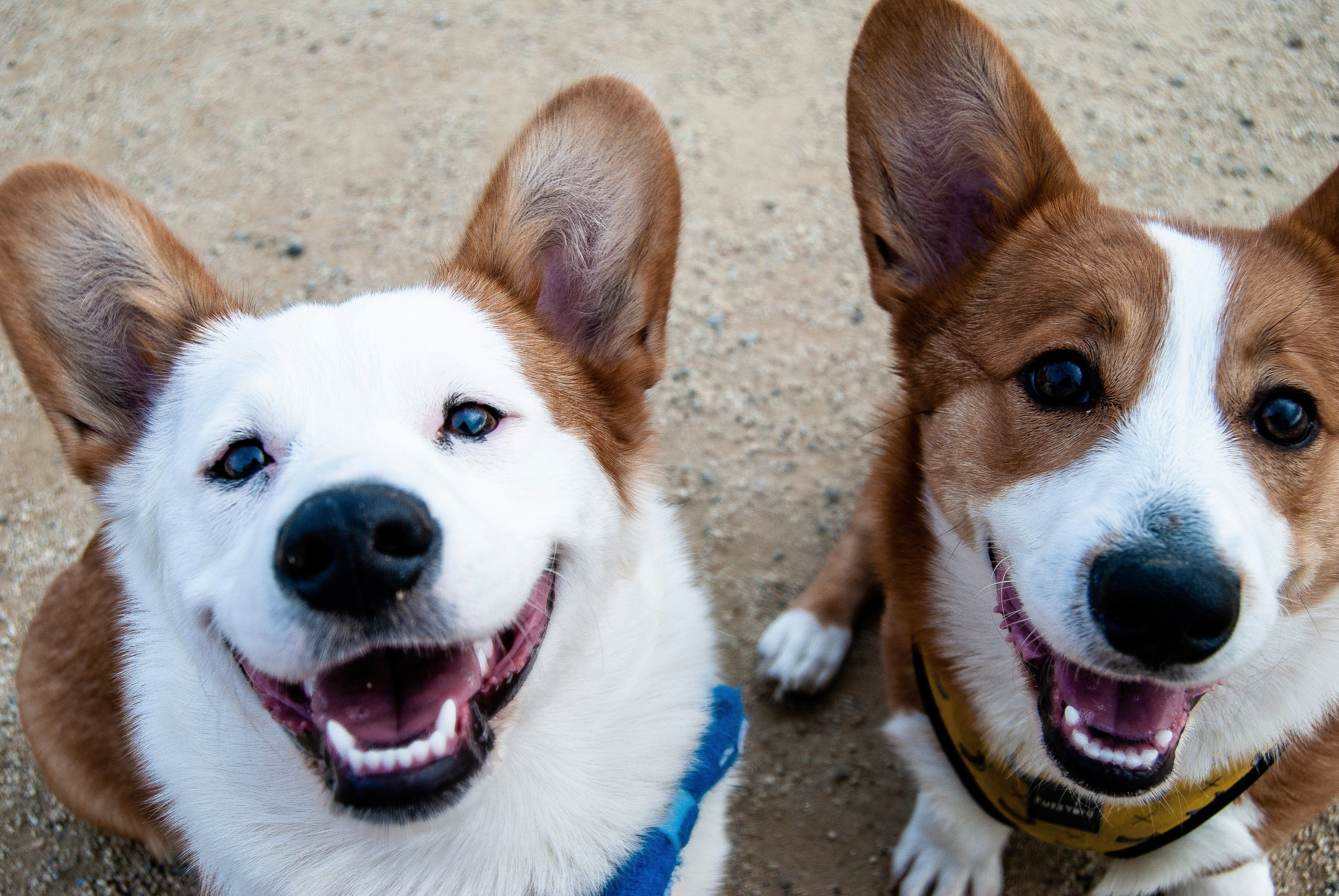Dog body language & behaviour: 10 signs your dog loves you