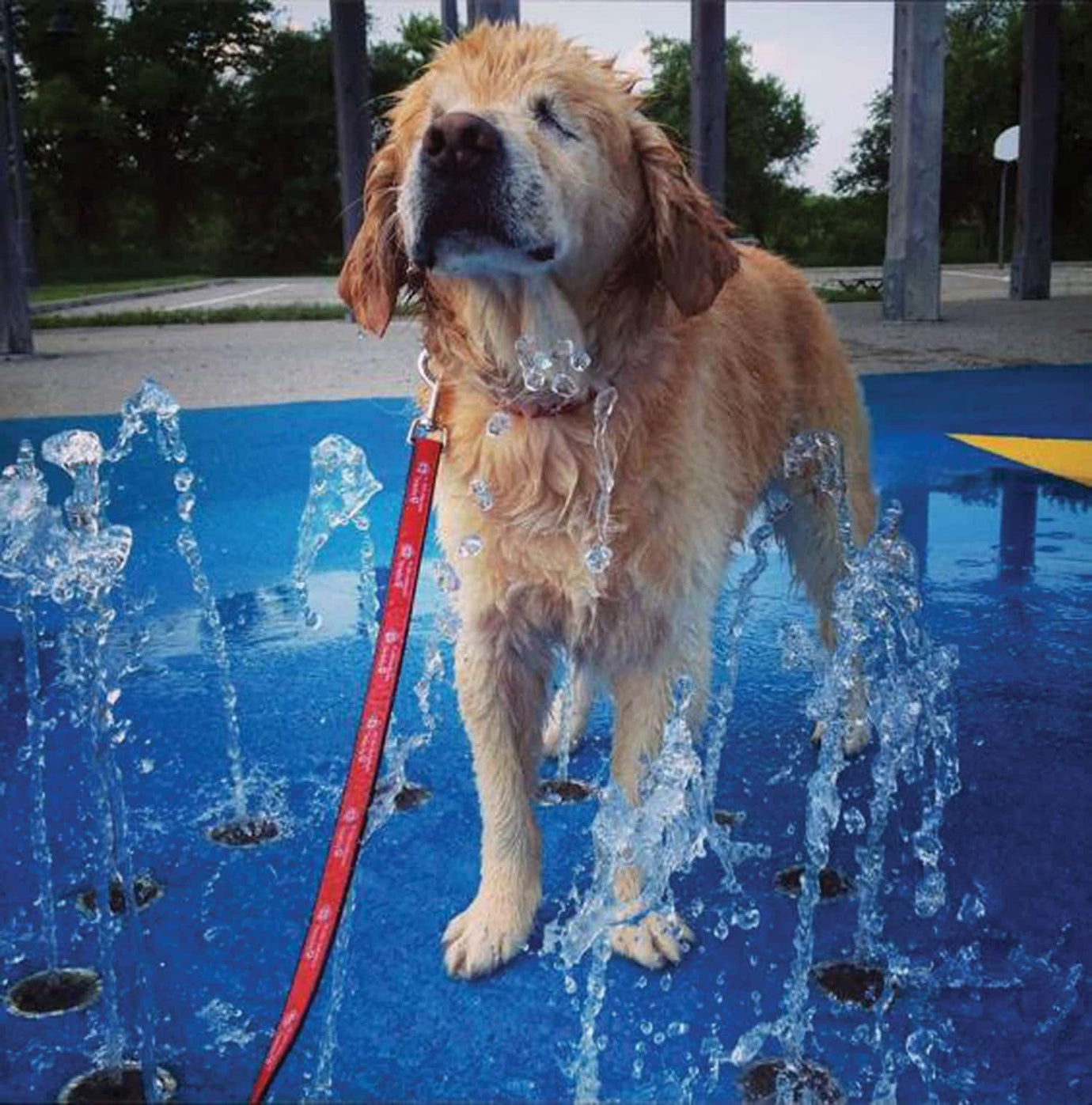 therapy dog