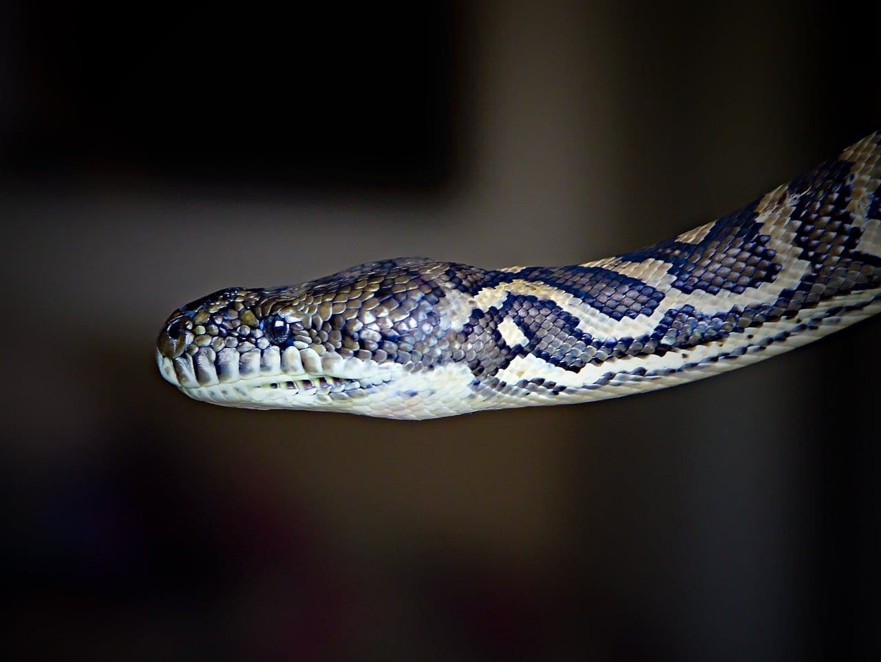 Snakes escape