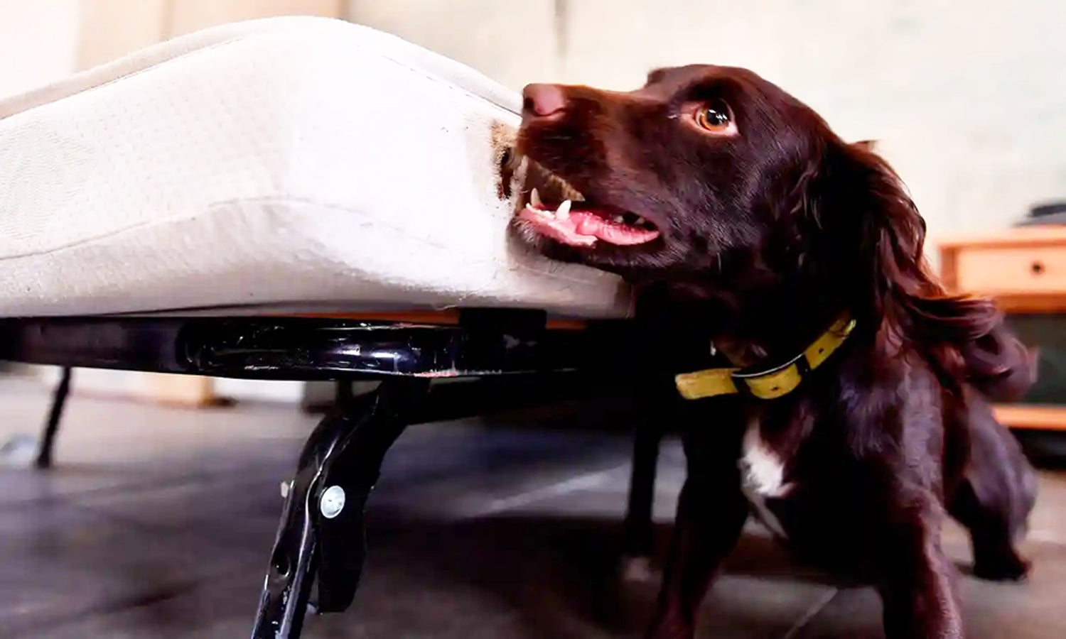 Sniffer dogs deployed to seek out bedbugs in UK hotels and homes