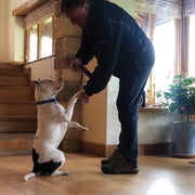 dog showing skills to pet owner