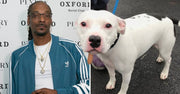 Snoop Dogg with american pitt bull terrier