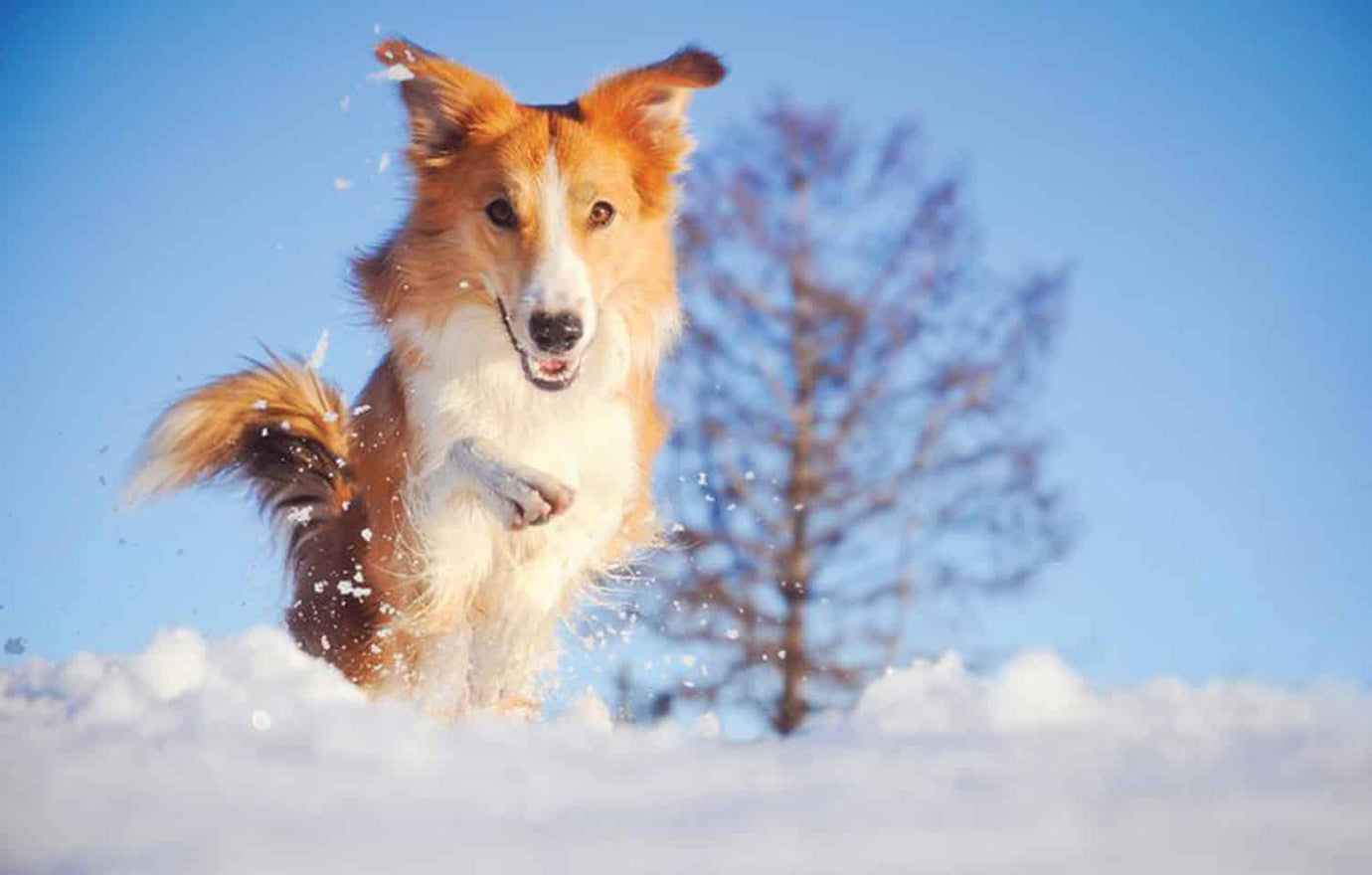 dogs in snow