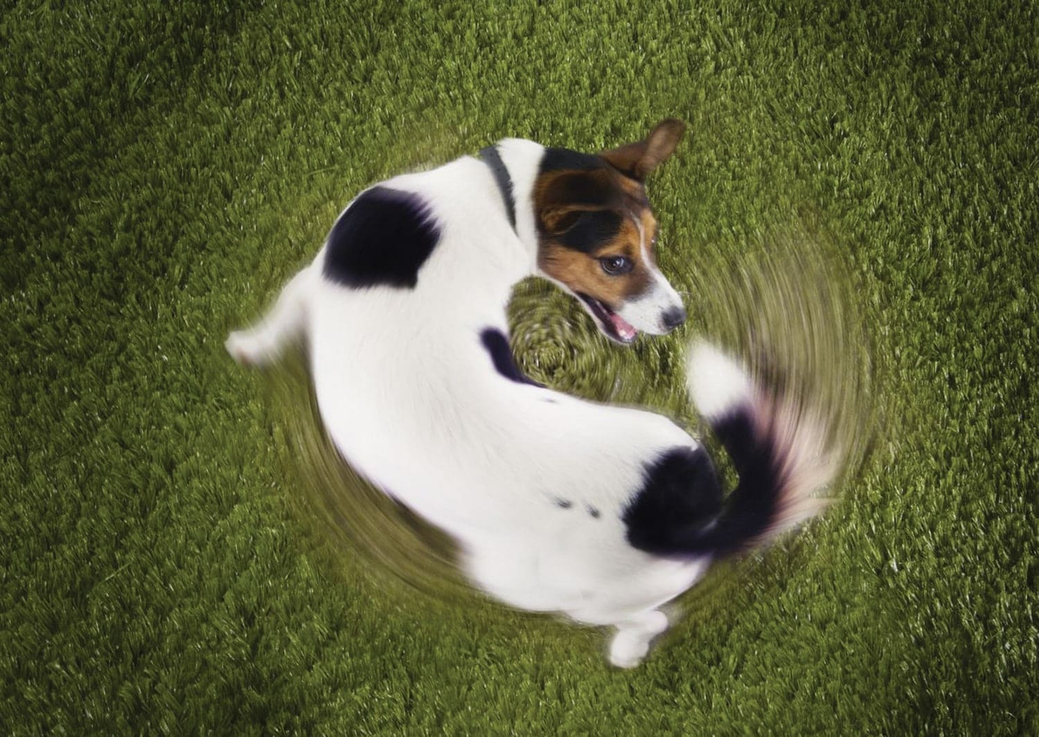 chase tail