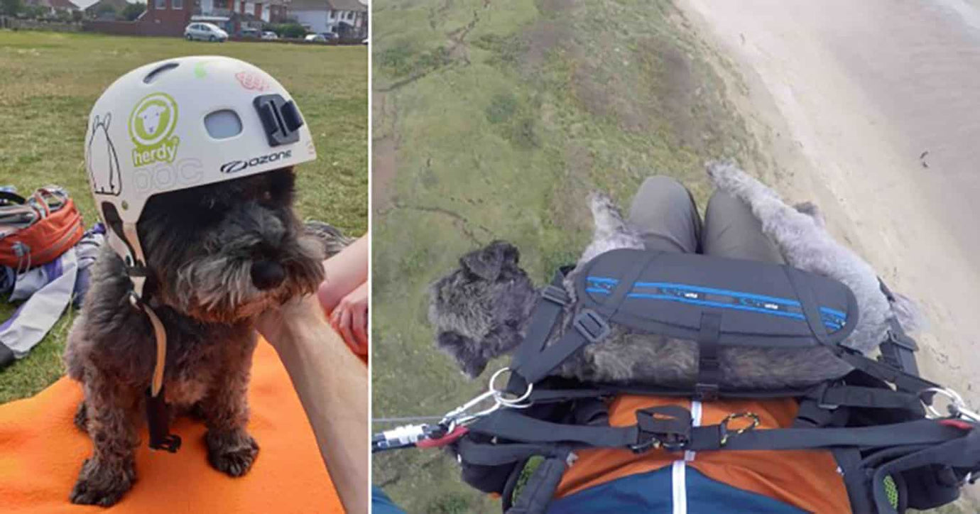 paragliding schnauzer