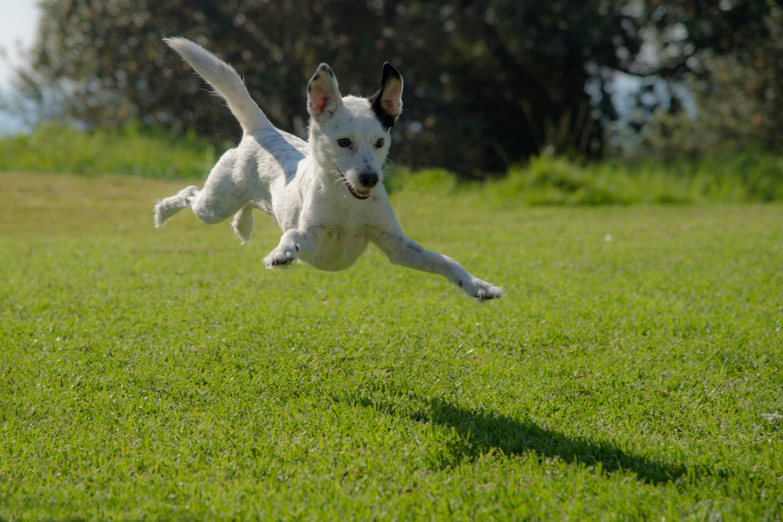 How to calm an overstimulated dog