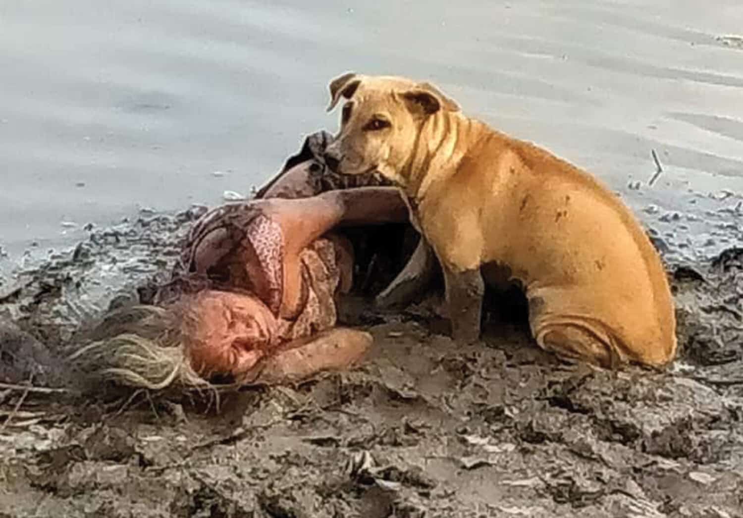 strays guarding woman