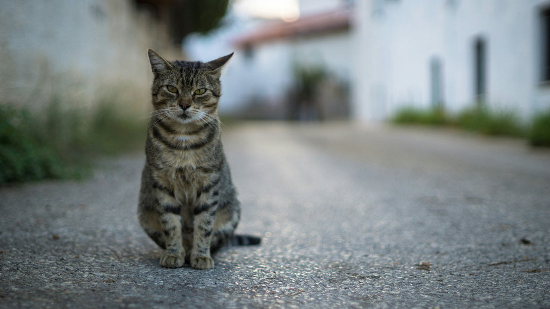 Woman feeds stray cat outside home and finds adorable surprise waiting for her