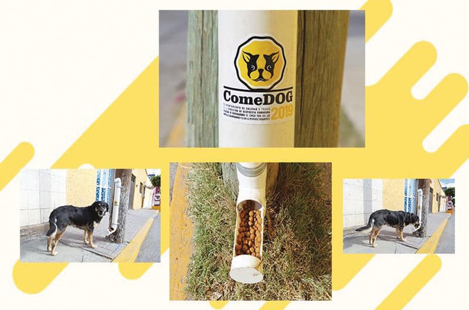 Street Dogs