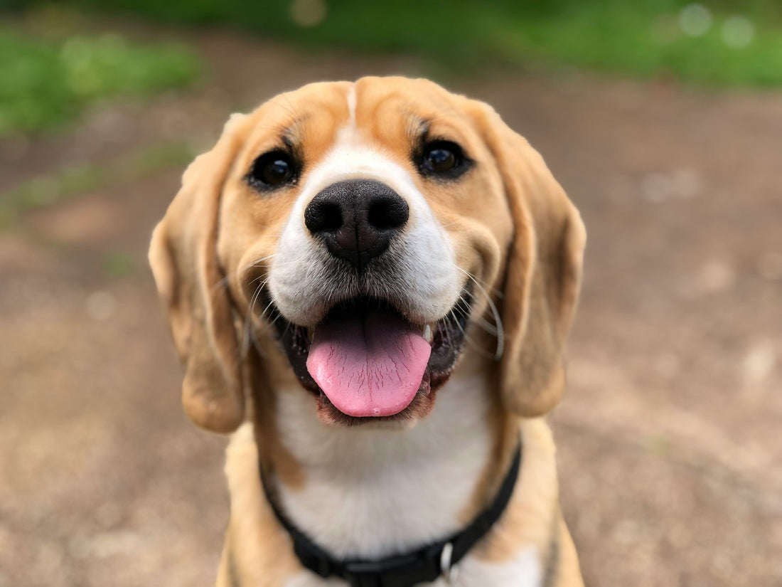 Sniffing out stress: How human emotions impact dogs’ mood and choices