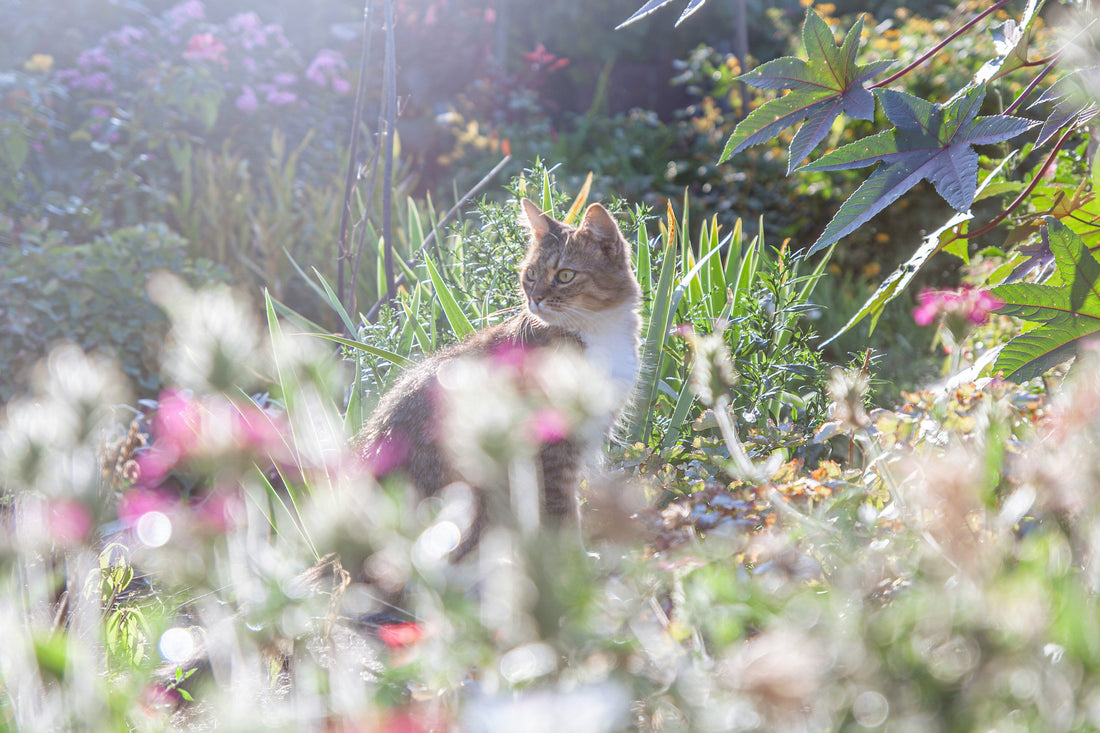 Panting, gular fluttering and sploots: How Britain’s animals try to keep cool