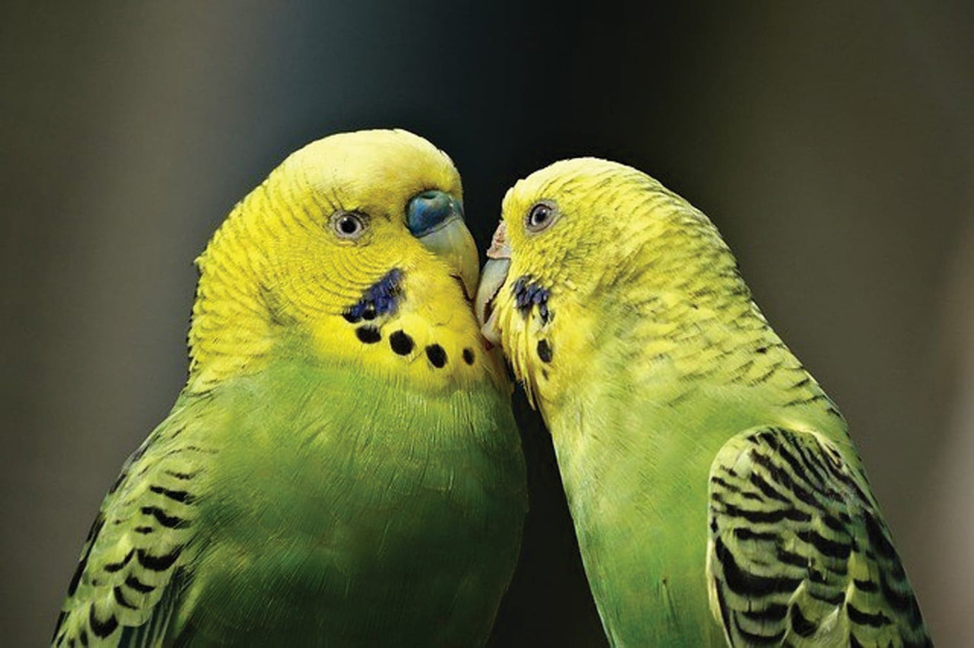 two yellow parrots 
