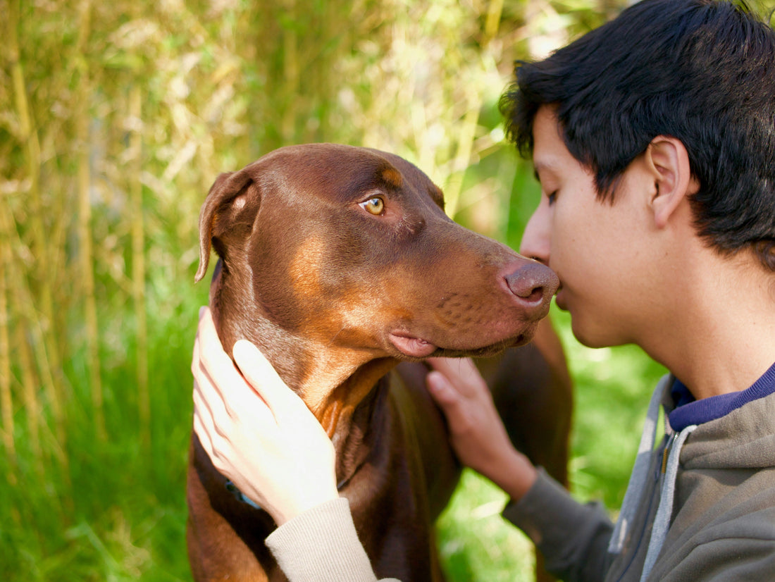 Having a dog can boost teenagers’ mental health, say scientists