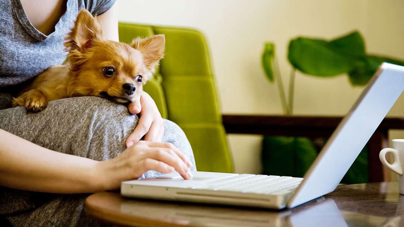 Telehealth for pets