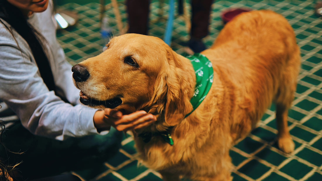 Therapy Pets Would Make a Care Home More Positive