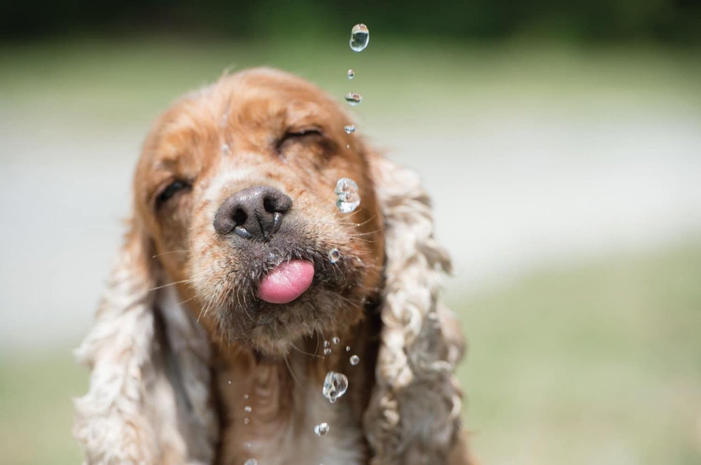 dog drinking water