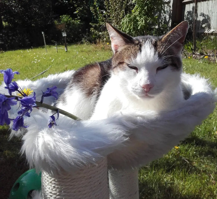 Buaiteoir Tig! Aibreán 2021