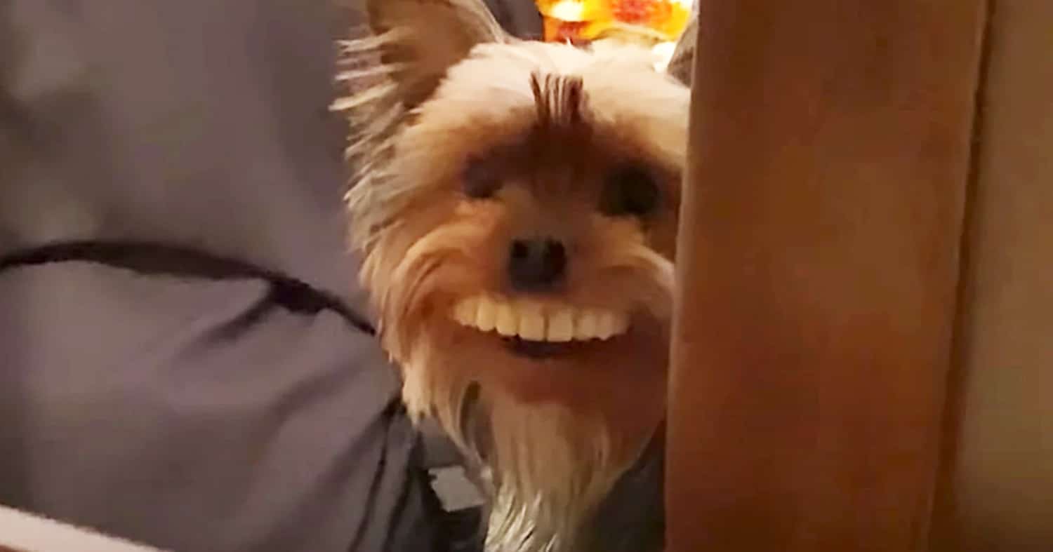 dog steals false teeth