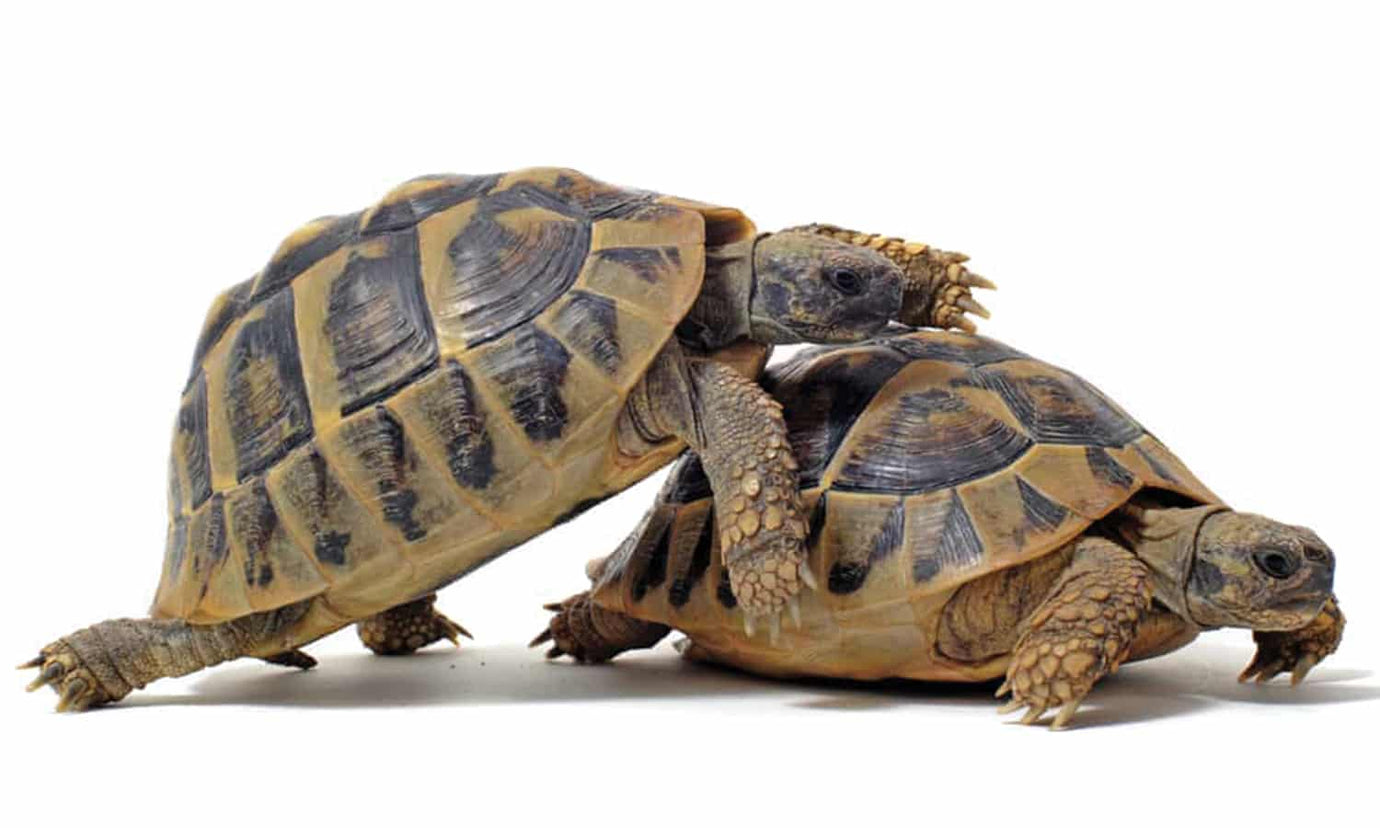 Tortoise sex