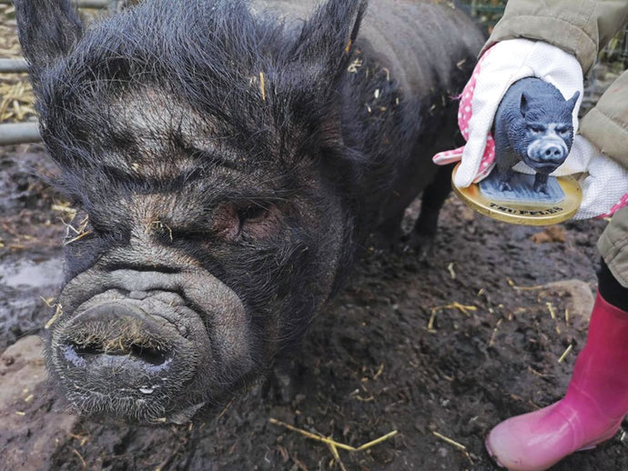 Truffles the sow gets her own 3d printed micro pig!