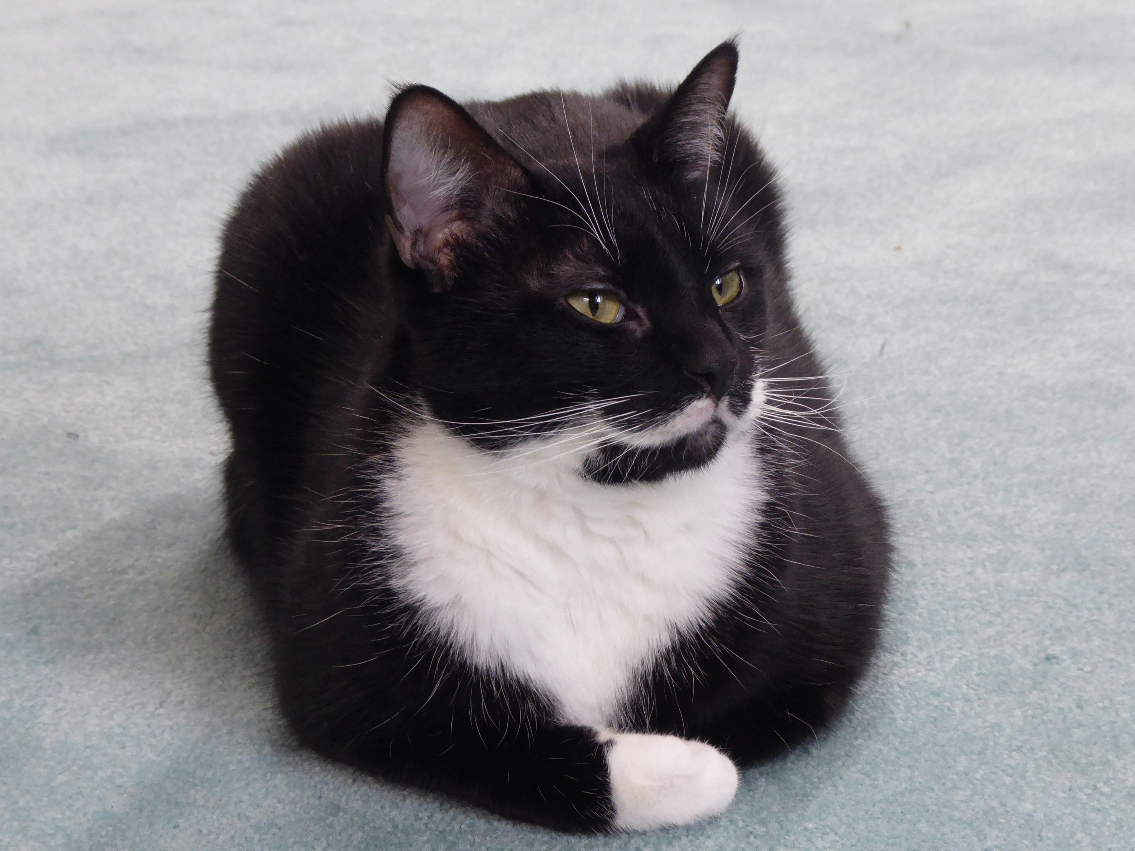 'Tuxedo' cat Ian reunited with his owner after eight years