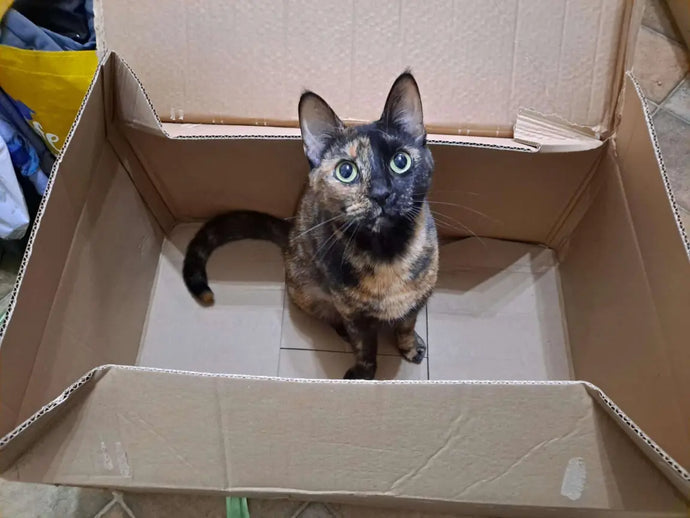 Twiggy. Samhain 2022