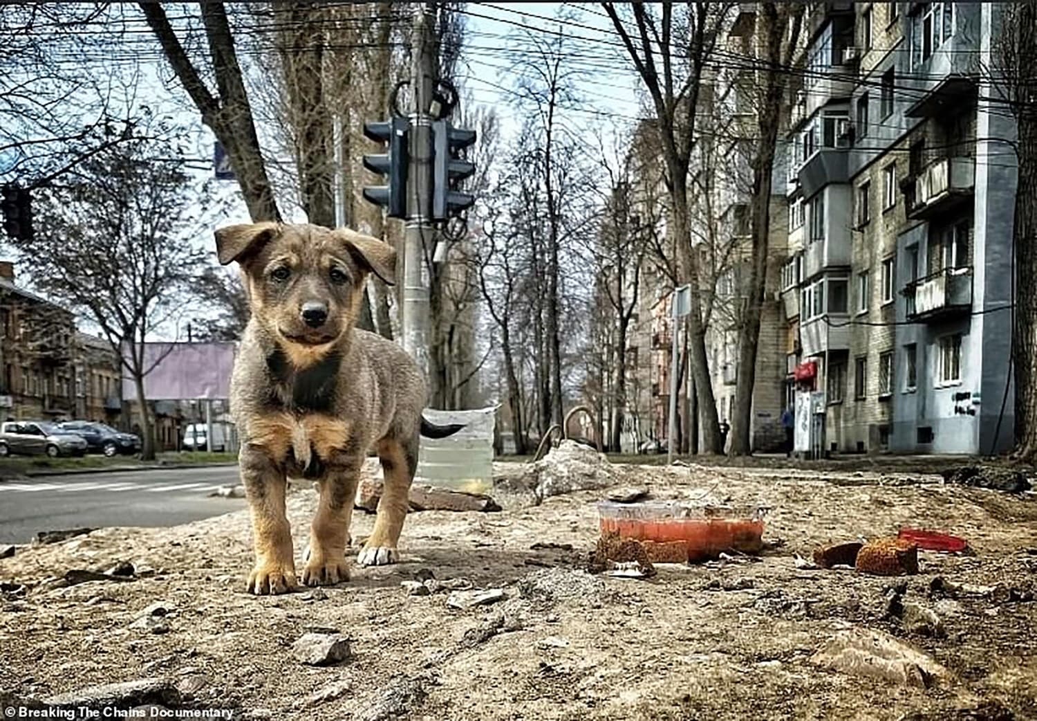 Ukraine animal rescue