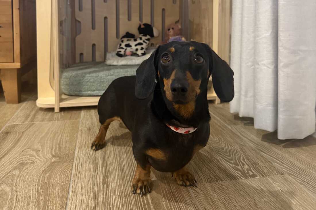 VIP appearances, books and beer: What Valerie the dachshund is up to after her Kangaroo Island adventure