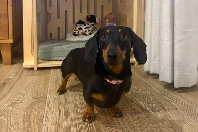 VIP appearances, books and beer: What Valerie the dachshund is up to after her Kangaroo Island adventure