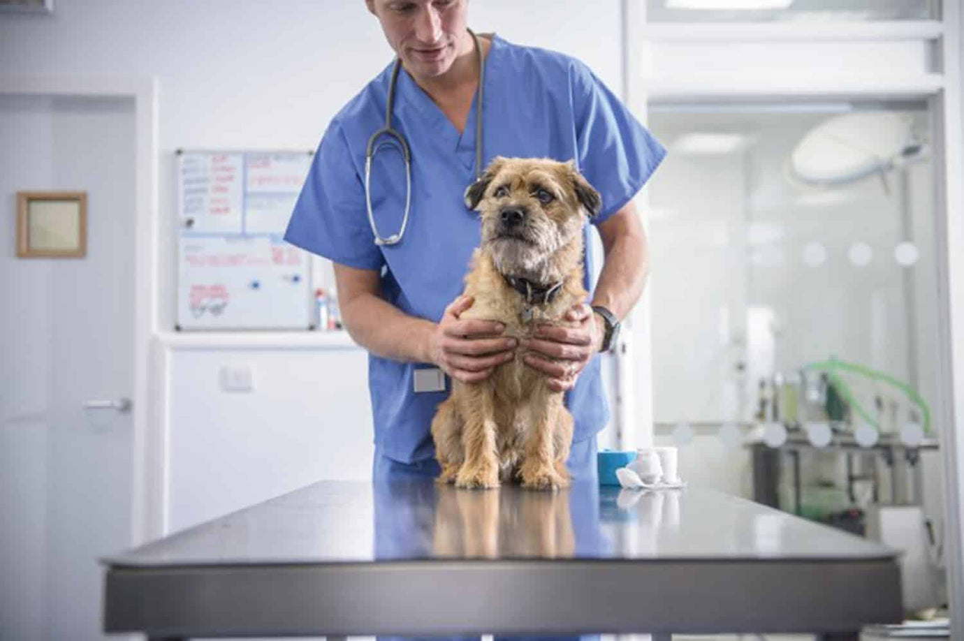 Vets reassure